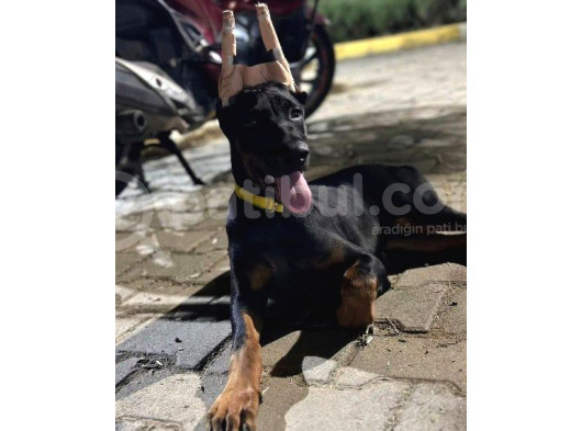 Yavru Ve Yetişkin Estetikli Doberman Yavrular görsel