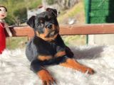 Macar Rottweiler Yavrumuz Dişi
