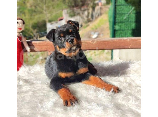 Macar Rottweiler Yavrumuz Dişi görsel