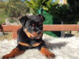 Macar Rottweiler Yavrumuz Dişi