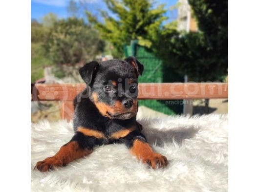 Macar Rottweiler Yavrumuz Dişi