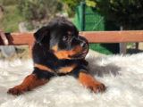 Macar Rottweiler Yavrumuz Dişi