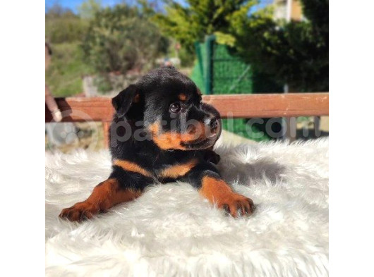 Macar Rottweiler Yavrumuz Dişi görsel