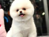 Ayı Surat Pomeranian Boo Yavrumuz