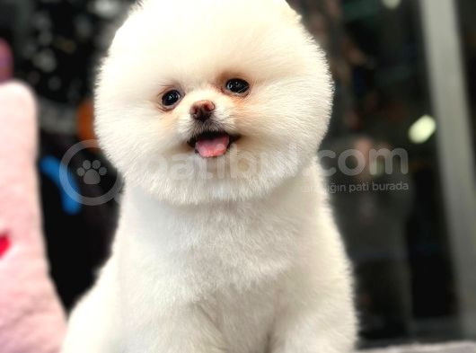 Ayı Surat Pomeranian Boo Yavrumuz görsel