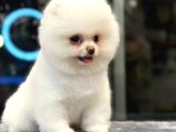 Ayı Surat Pomeranian Boo Yavrumuz