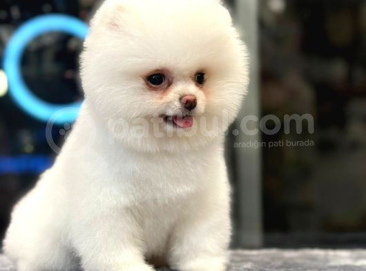 Ayı Surat Pomeranian Boo Yavrumuz görsel