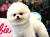 Ayı Surat Pomeranian Boo Yavrumuz