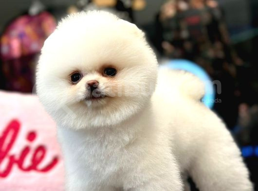 Ayı Surat Pomeranian Boo Yavrumuz