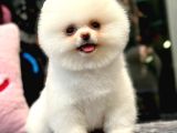 Ayı Surat Pomeranian Boo Yavrumuz