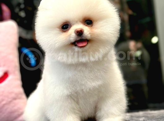 Ayı Surat Pomeranian Boo Yavrumuz görsel