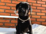 Cane Corso Italiano Yavrumuz Çiftliğimizden Sizlerle