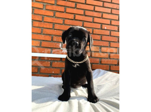 Cane Corso Italiano Yavrumuz Çiftliğimizden Sizlerle görsel