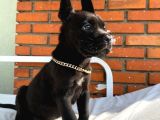 Cane Corso Italiano Yavrumuz Çiftliğimizden Sizlerle