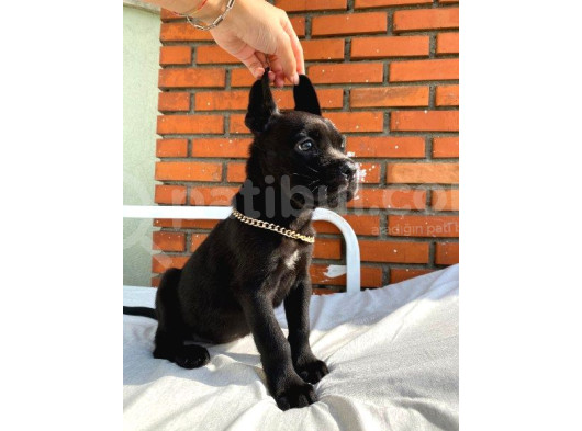Cane Corso Italiano Yavrumuz Çiftliğimizden Sizlerle