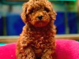 Red Toypoodle Yavrularımız Çiftliğimizden Sizlerle