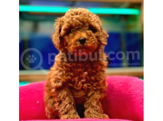 Red Toypoodle Yavrularımız Çiftliğimizden Sizlerle görsel
