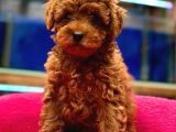 Red Toypoodle Yavrularımız Çiftliğimizden Sizlerle