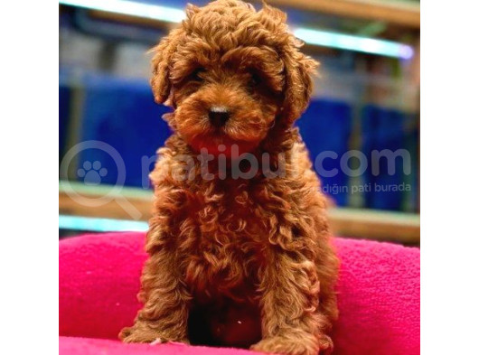 Red Toypoodle Yavrularımız Çiftliğimizden Sizlerle görsel