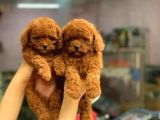 Red ToyPoodle Yavrularımız Çiftliğimizden Sizlerle