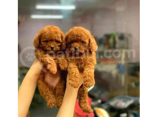 Red Toypoodle Yavrularımız Çiftliğimizden Sizlerle