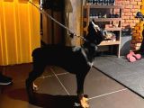 Yavru ve Yetişkin Estetikli Doberman Yavrular
