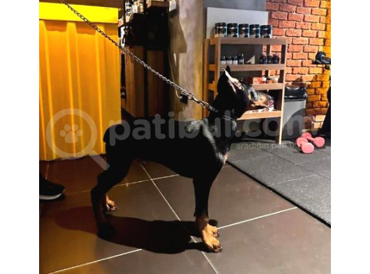 Yavru Ve Yetişkin Estetikli Doberman Yavrular
