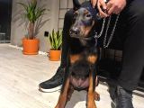 Yavru Ve Yetişkin Estetikli Doberman Yavrular