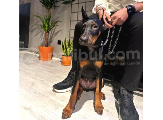 Yavru Ve Yetişkin Estetikli Doberman Yavrular görsel