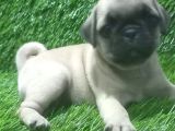 Pug Mops Lekesi̇z Bebekler