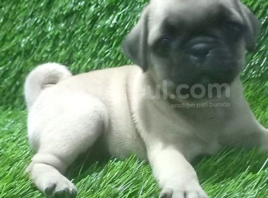 Pug Mops Lekesi̇z Bebekler görsel