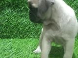 Pug Mops Lekesi̇z Bebekler