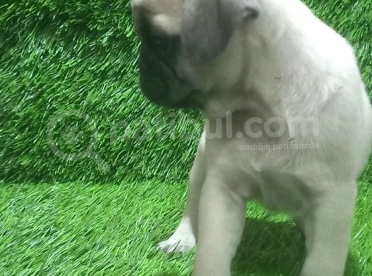 Pug Mops Lekesi̇z Bebekler görsel