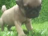 PUG MOPS LEKESİZ BEBEKLER