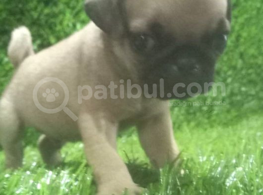 Pug Mops Lekesi̇z Bebekler