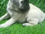 Pug Mops Lekesi̇z Bebekler