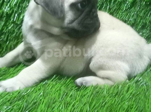 Pug Mops Lekesi̇z Bebekler görsel