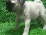 Pug Mops Lekesi̇z Bebekler