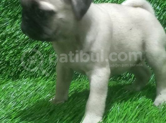 Pug Mops Lekesi̇z Bebekler görsel