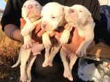 American bully