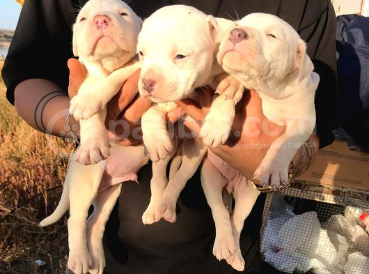 American Bully