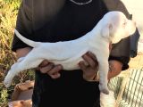 American Bully