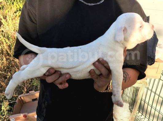 American Bully görsel