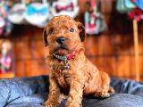 En Zeki Apartman Köpeği A Secereli Toy Poodle