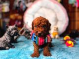 En zeki apartman köpeği a secereli toy poodle