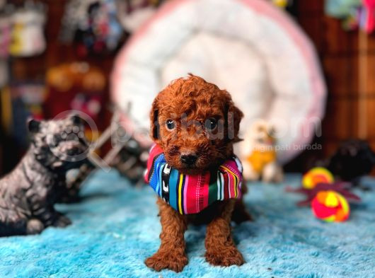 En Zeki Apartman Köpeği A Secereli Toy Poodle