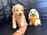Zeki Tüy Dökmez A Secereli Bir Bardak Maltipoo