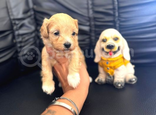 Zeki Tüy Dökmez A Secereli Bir Bardak Maltipoo görsel