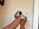 Dünyanın En Zeki Irkı Merle Border Collie Yavrularımız