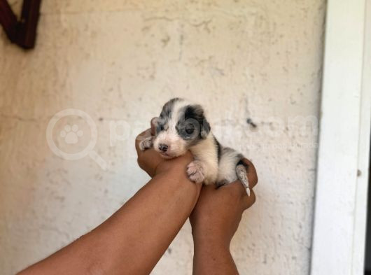 Dünyanın En Zeki Irkı Merle Border Collie Yavrularımız görsel